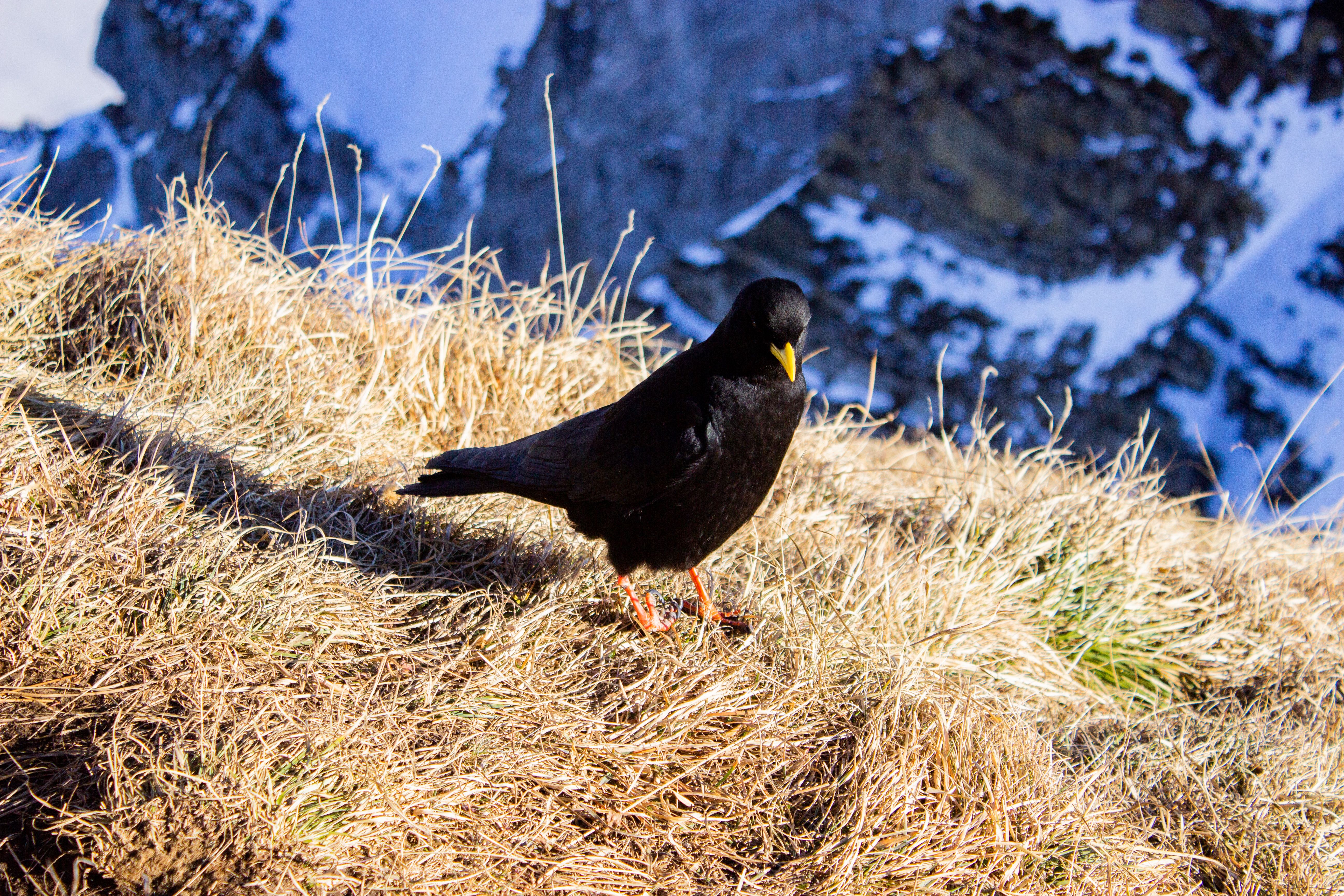 Alpine chough perched on grassy ridge with snowy mountain background in Switzerland.