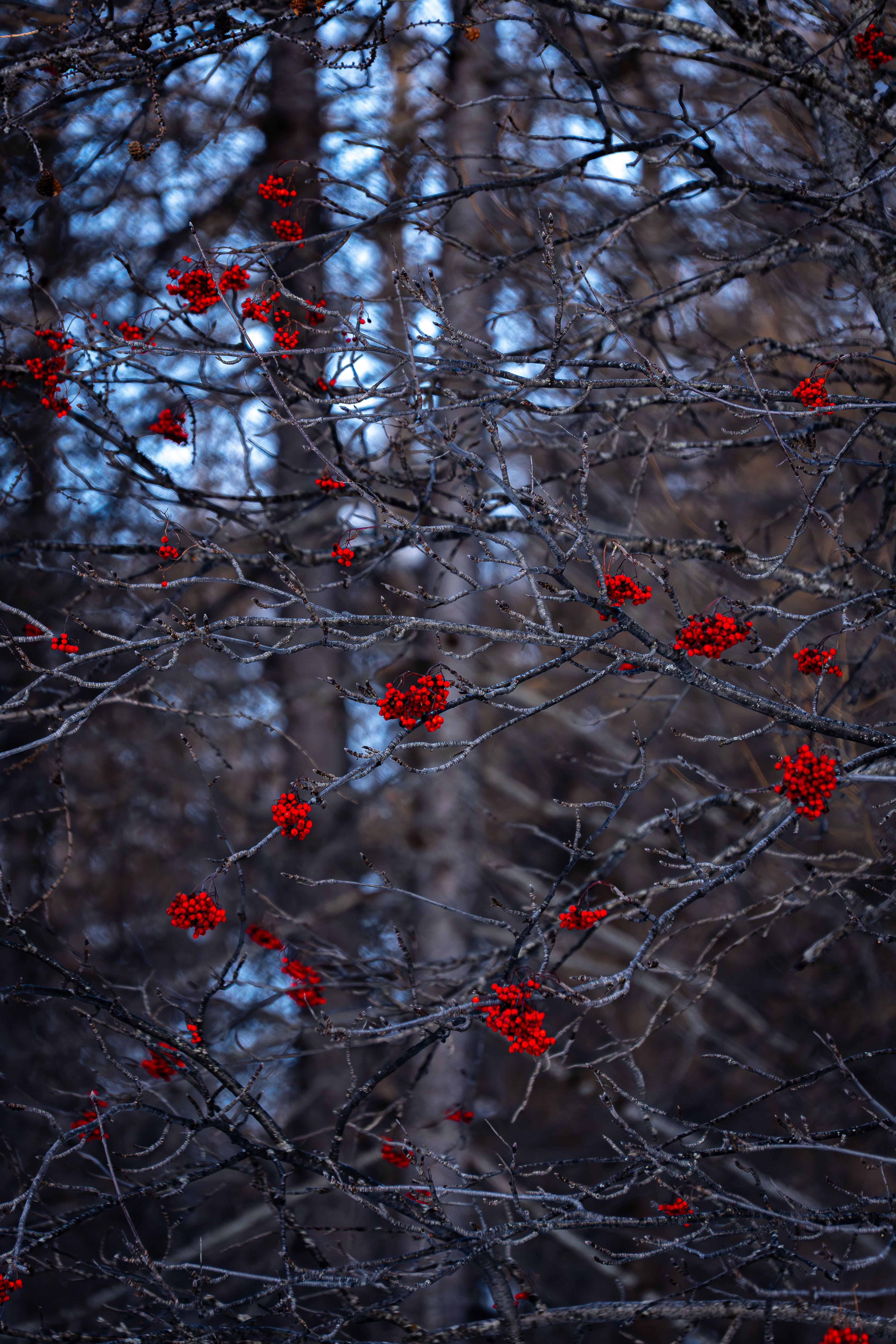 Red Berries on Bare Winter Branches · Free Stock Photo