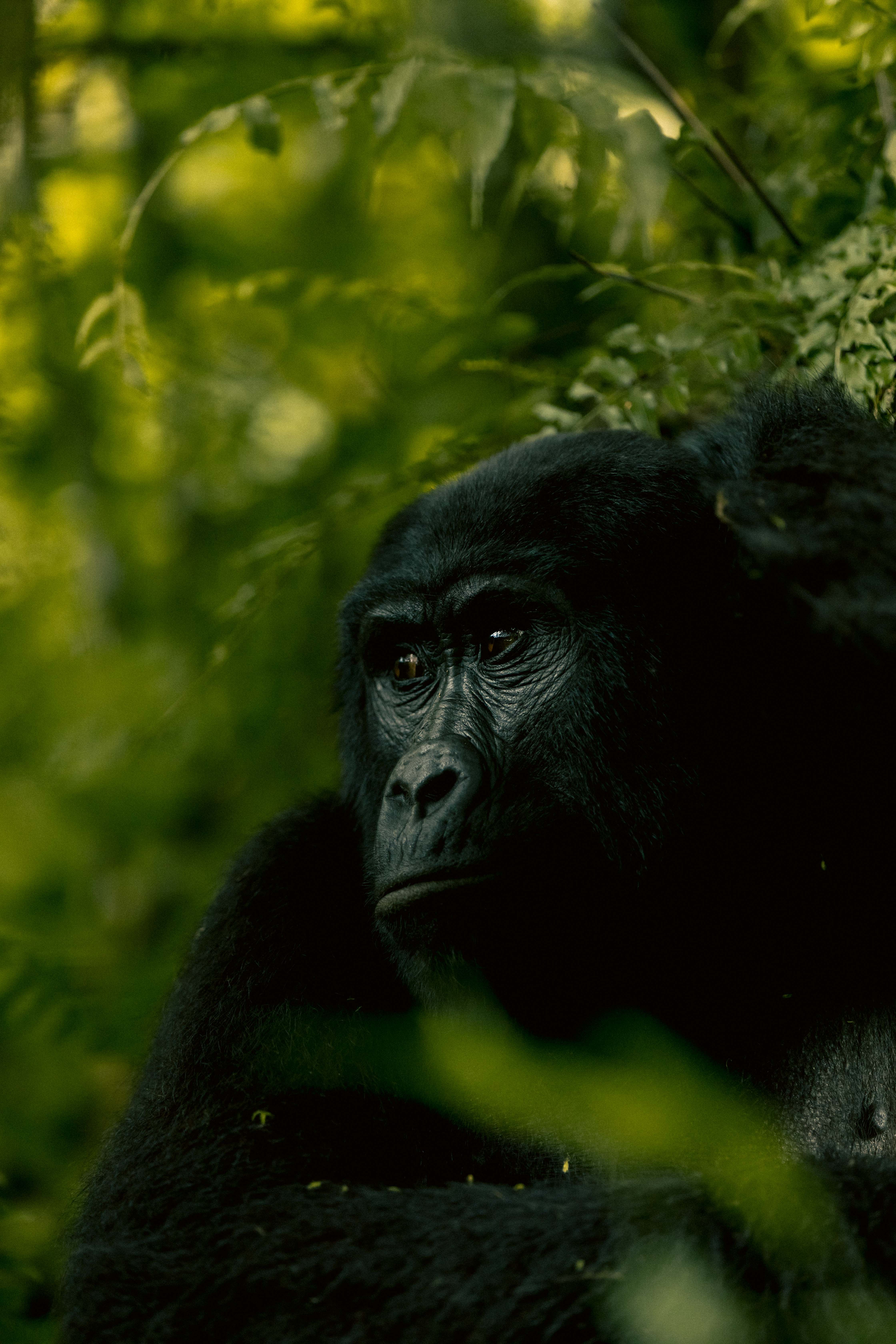 Bwindi gorilla family photo
