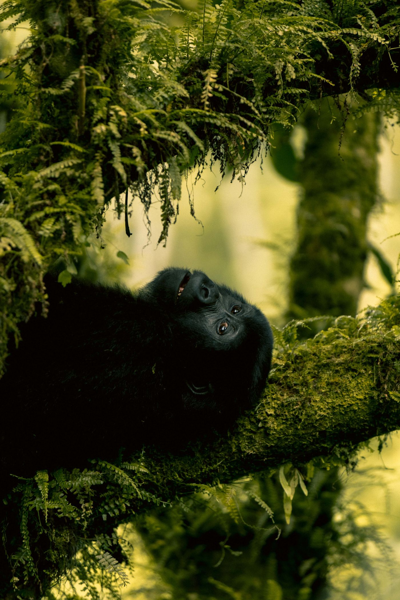 A mountain gorilla perched on a moss-covered branch in a Ugandan forest