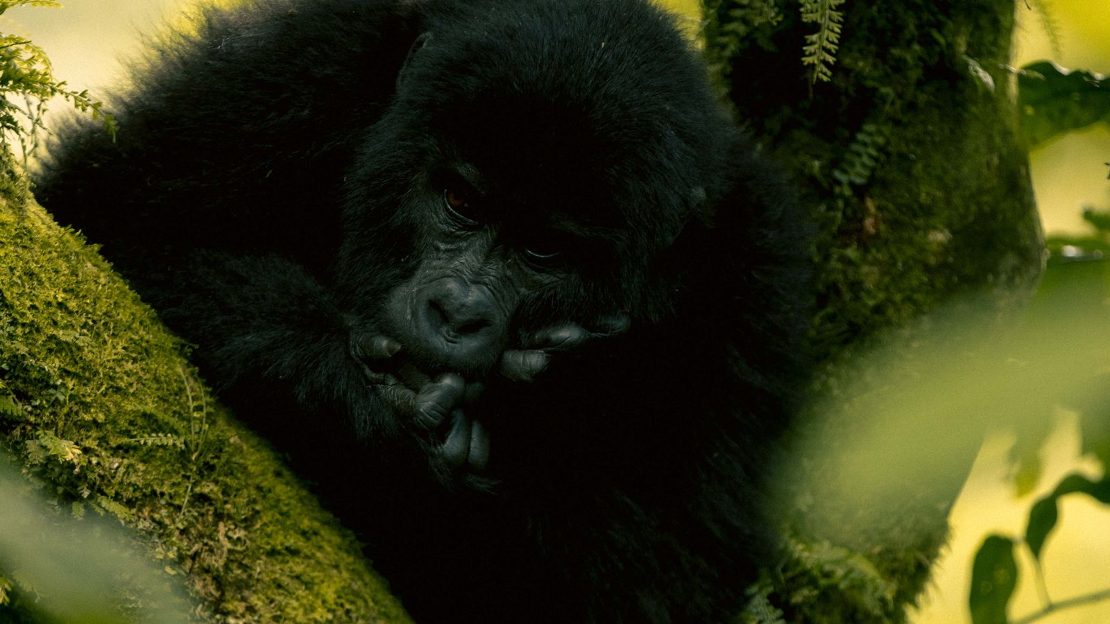 Gorila numa floresta do Uganda.