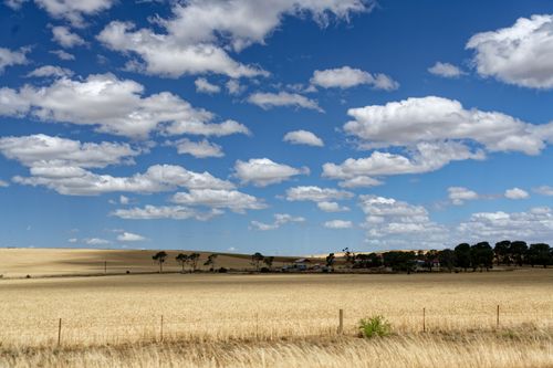 Free Highly scenic image of a golden wheat field under a vibrant blue sky with fluffy clouds. Stock Photo