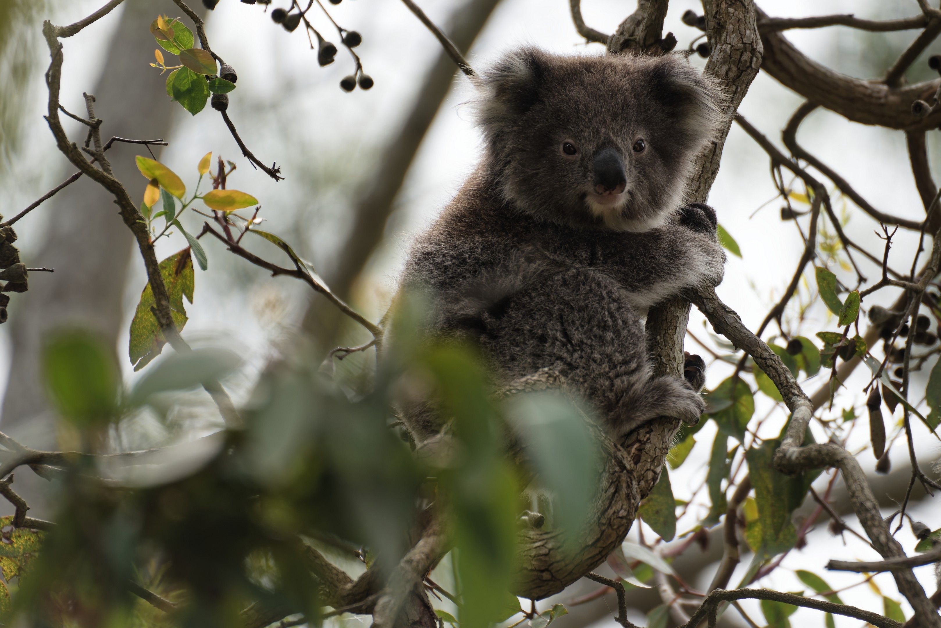 Adorable Koala in Tree Habitat Safari · Free Stock Photo