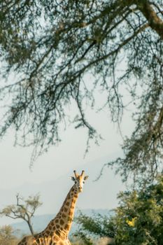 A giraffe gracefully positioned in the natural setting of Northern Uganda.
