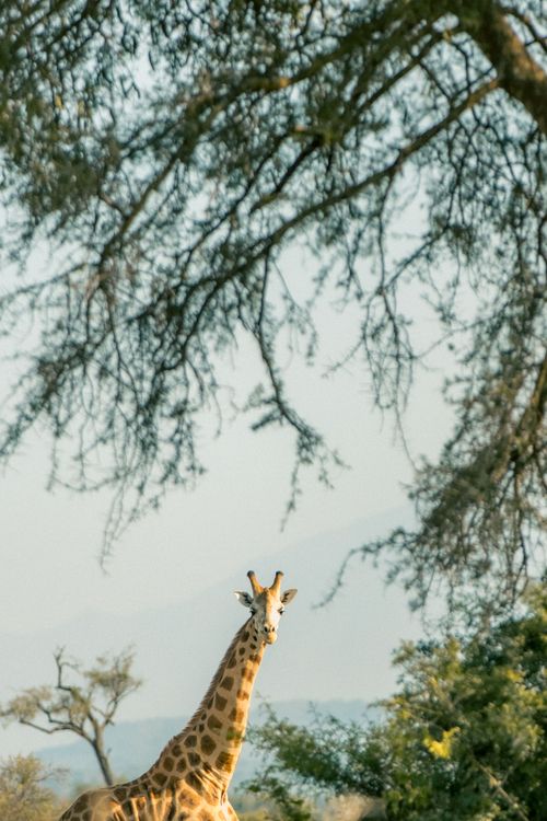 Free A giraffe gracefully positioned in the natural setting of Northern Uganda. Stock Photo