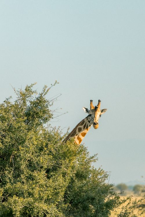 Free A curious giraffe peeking above the bushes in the savanna of Northern Uganda. Stock Photo