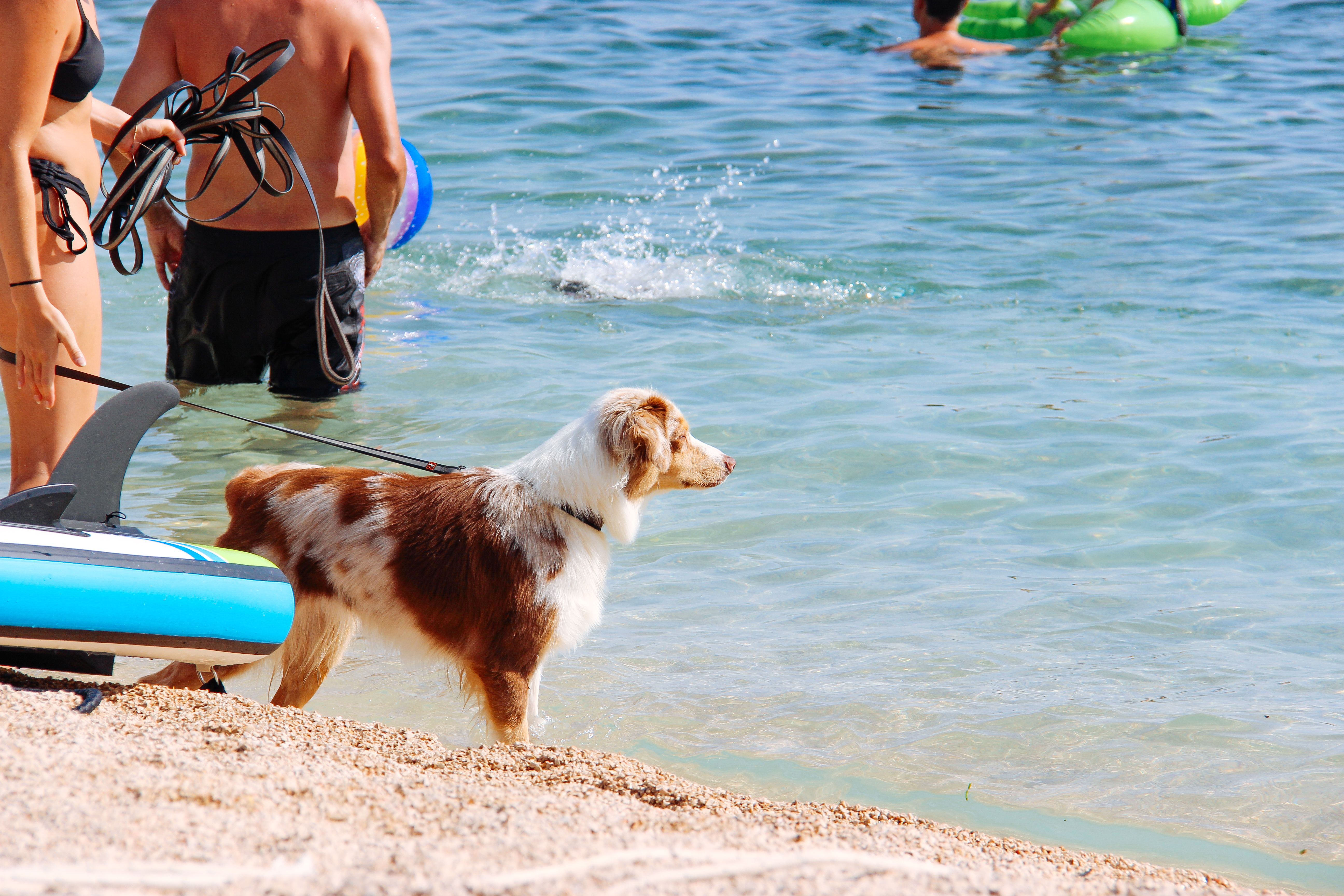 From festival dogs to adventure cats, here's summer pet safety tips — Photo by Maria Sablina on Pexels
