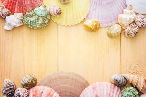 Free Assorted-color Seashells Stock Photo