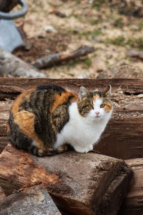 Free A calico cat sitting on stacked wooden logs in an outdoor setting during the day. Stock Photo
