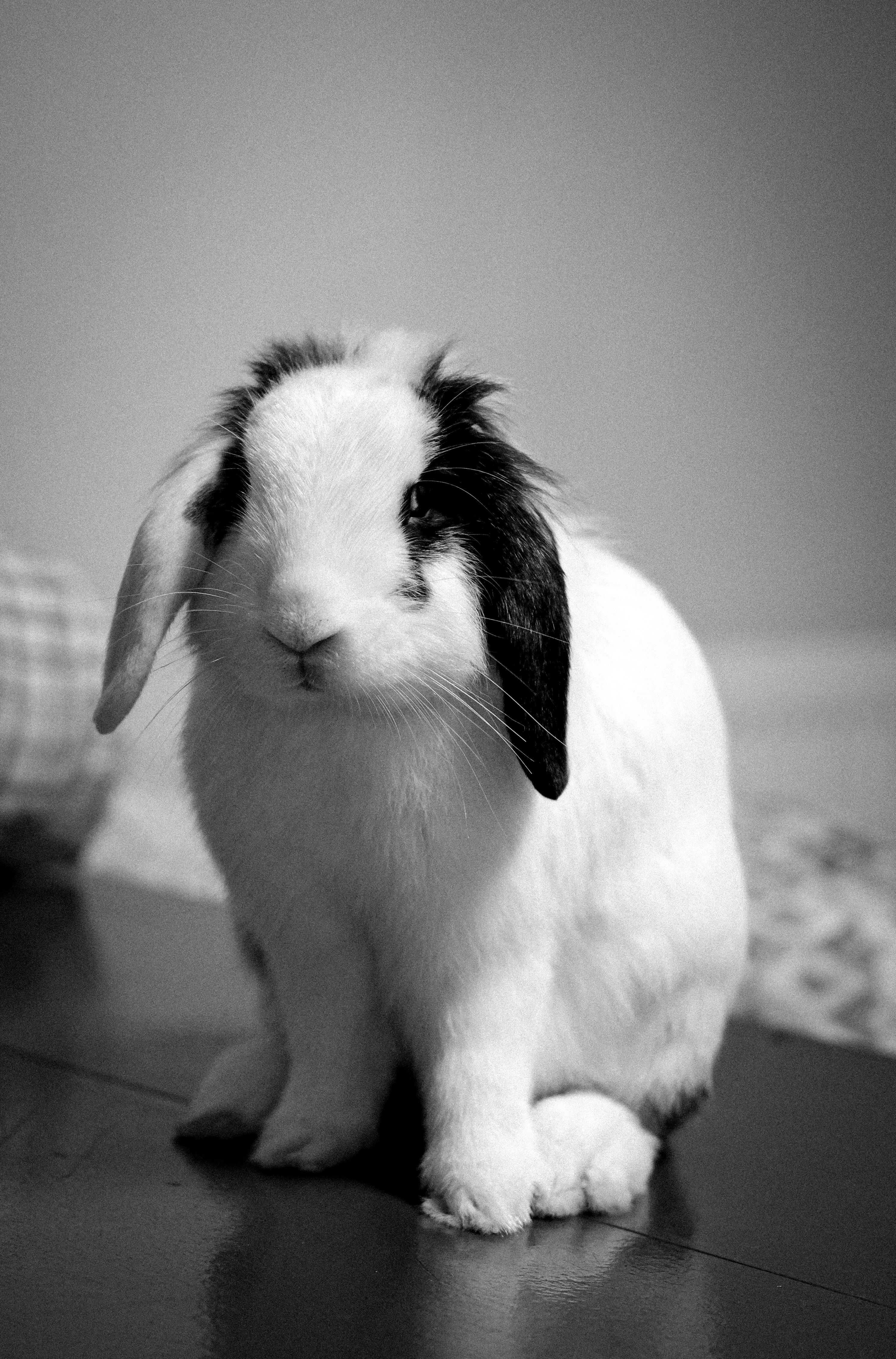 Black and White Portrait of a Spotty Rabbit · Free Stock Photo