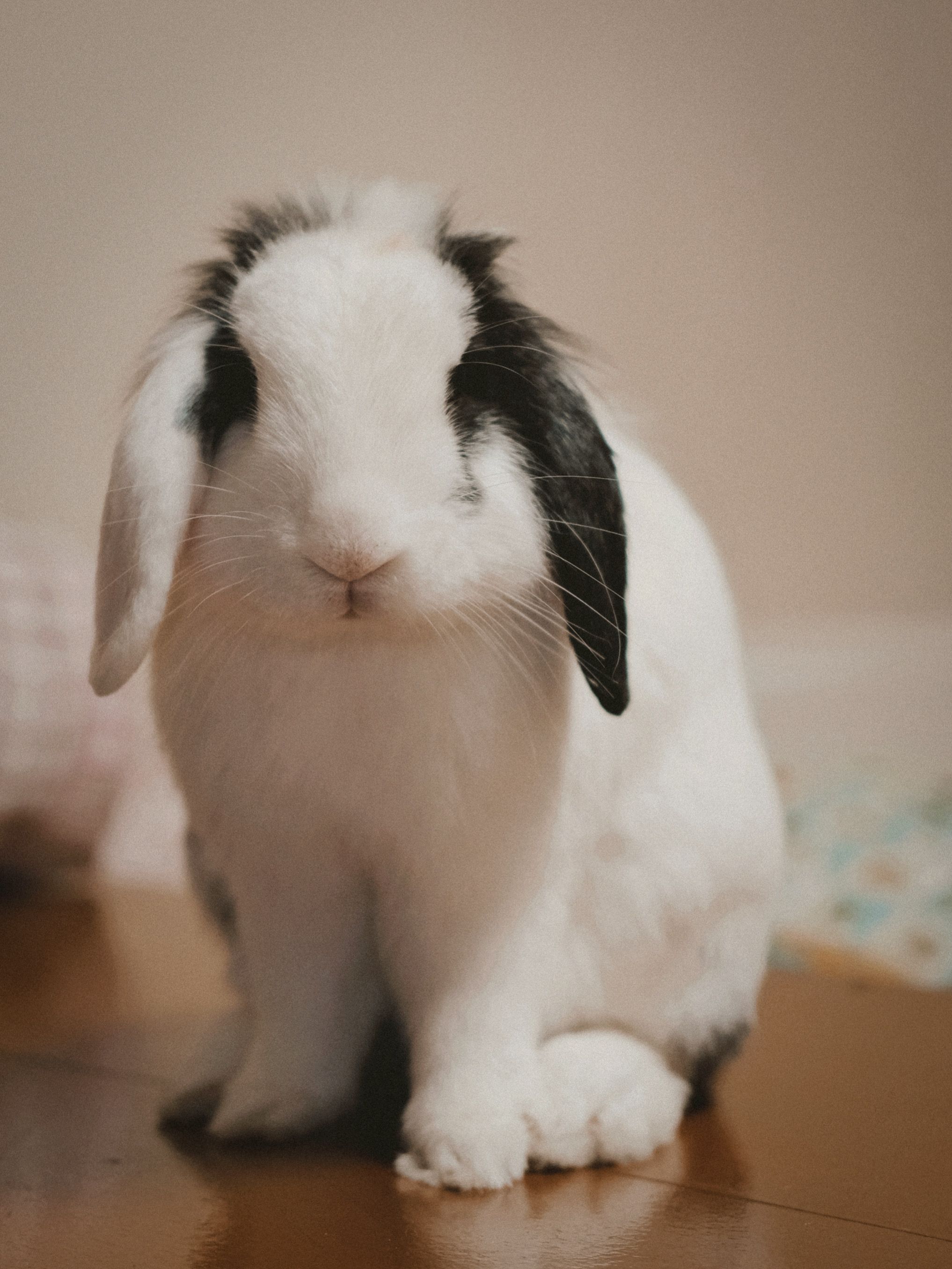 Cute black and white lop-eared rabbit sitting indoors on wooden floor.