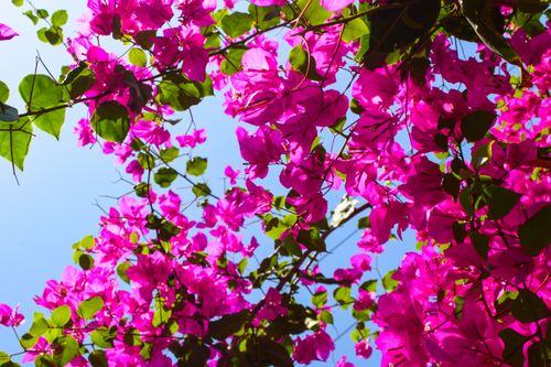 Free Bright pink bougainvillea flowers with green leaves under a clear blue sky in Hyderabad. Stock Photo