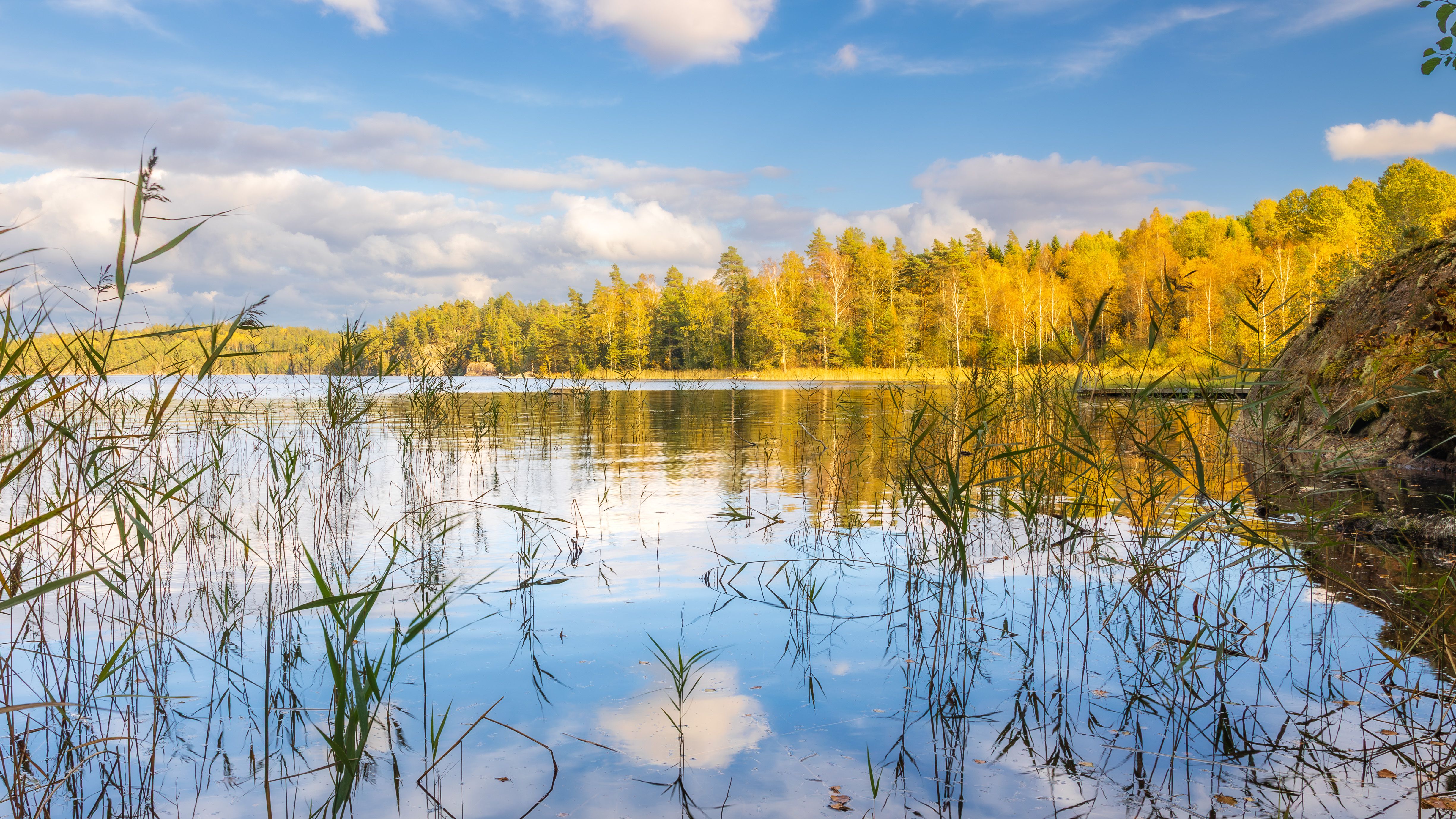 Serene Autumn Lake Scene in Swedish Forest · Free Stock Photo