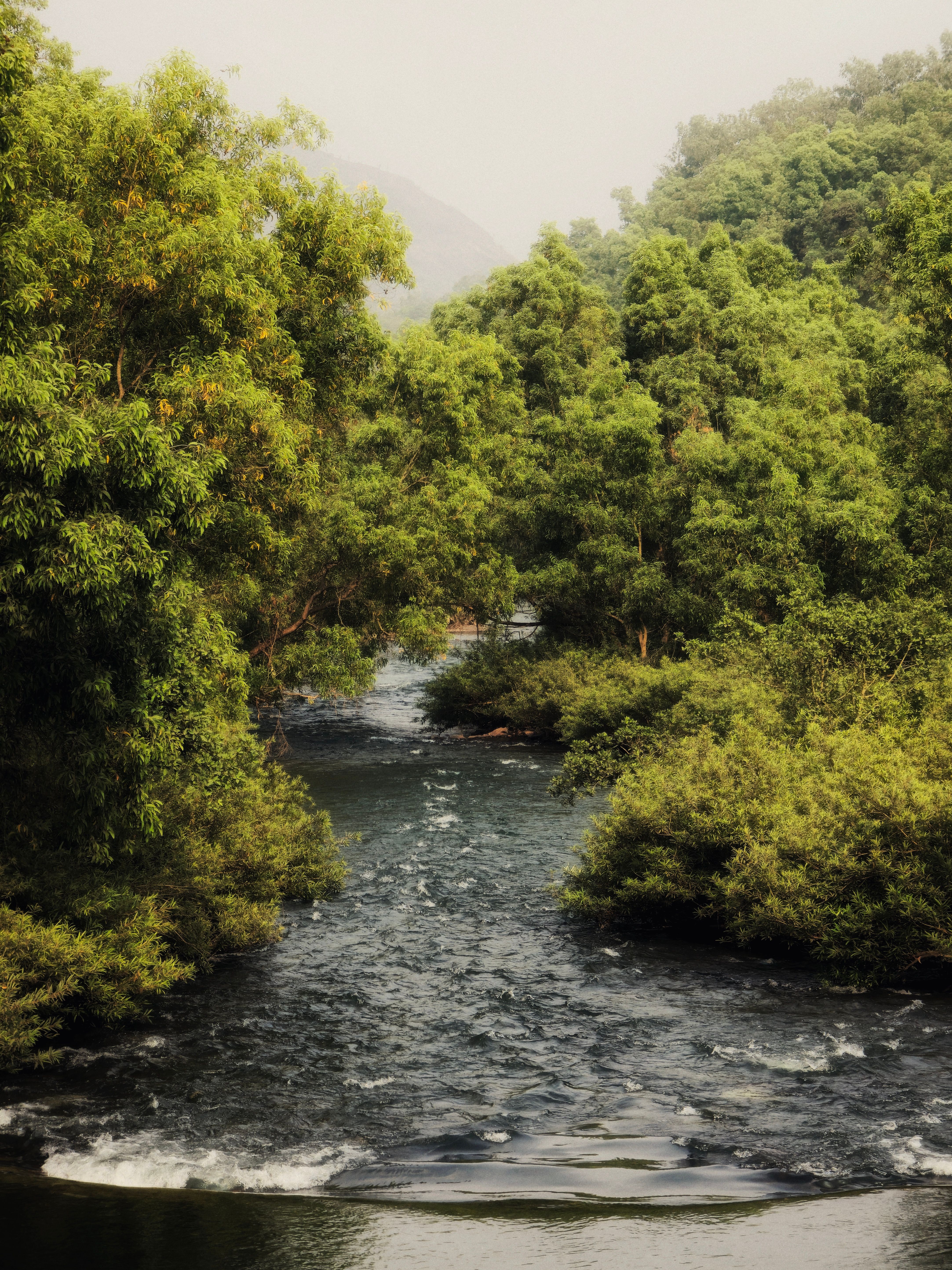 Serene River Flowing Through Lush Green Forest · Free Stock Photo