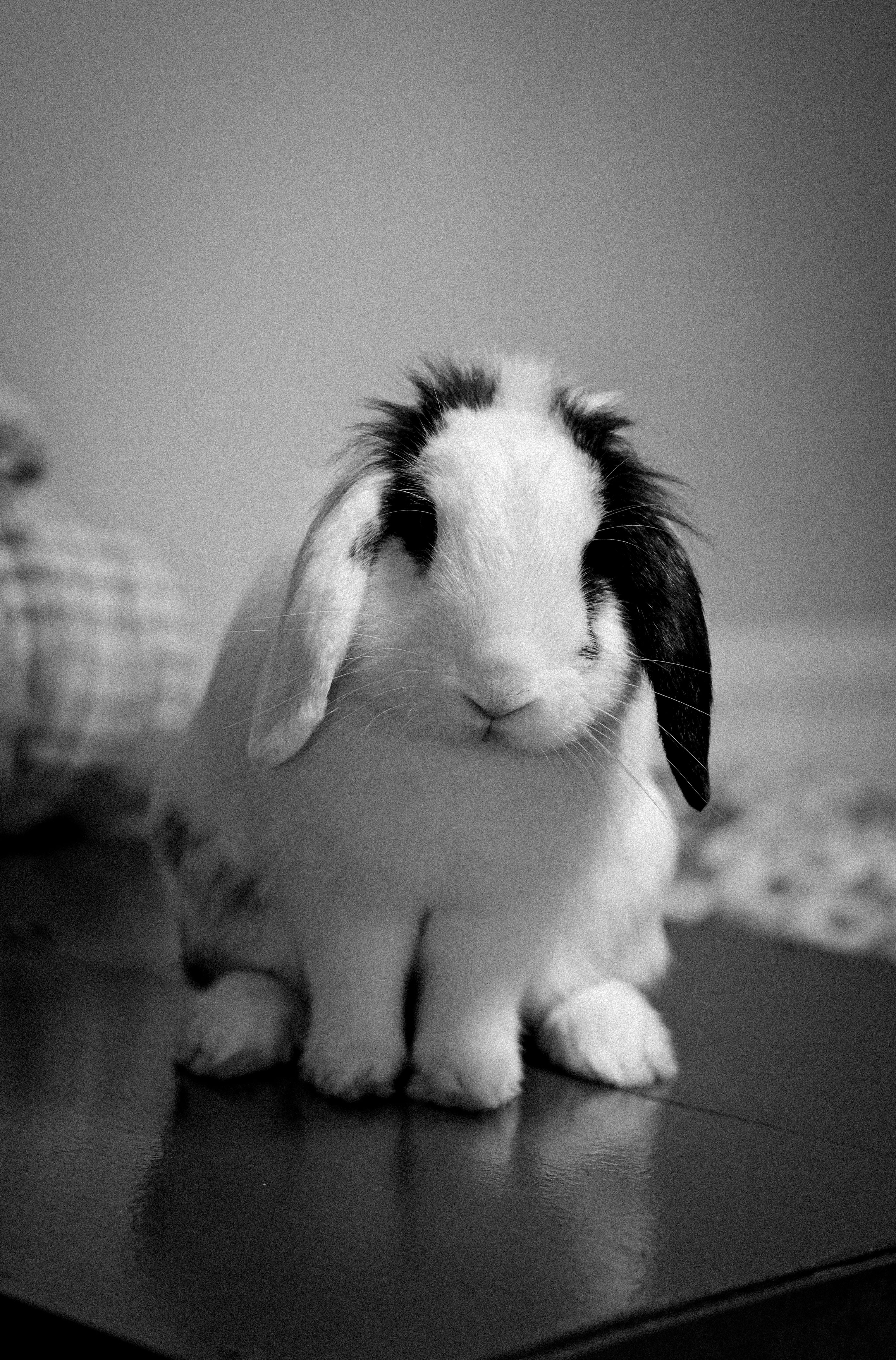 Charming black and white portrait of a lop-eared rabbit sitting indoors.