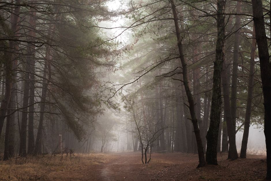A serene forest path shrouded in mist, inviting adventure and tranquility.