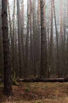 Misty morning in a dense pine forest with tall trees and foggy atmosphere.