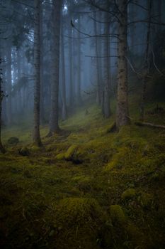 Serene misty forest in Rize, Türkiye, showcasing lush moss and towering trees.
