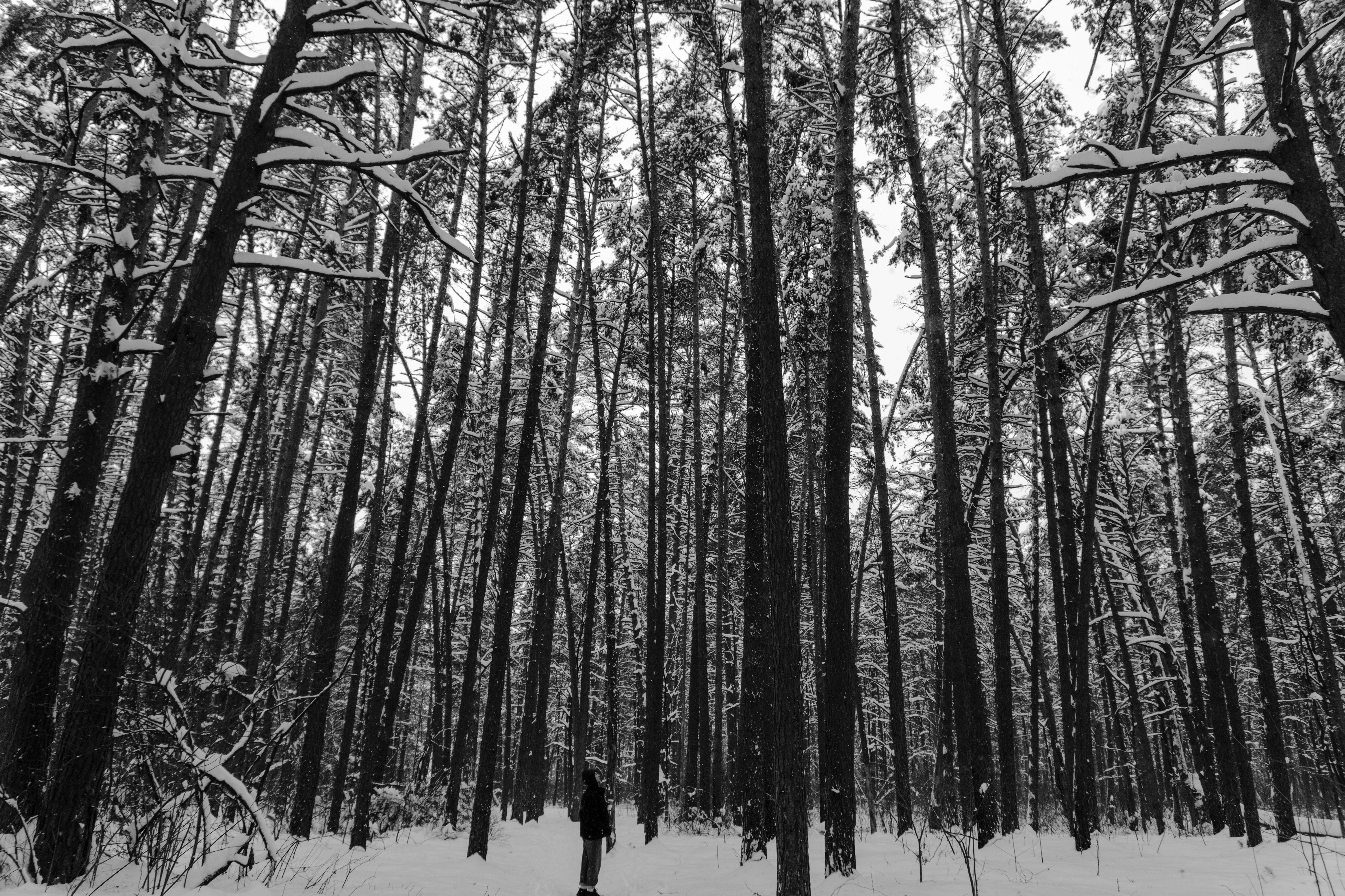Black and White Winter Forest Landscape · Free Stock Photo