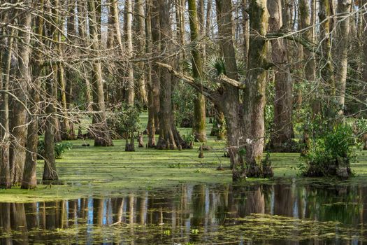 Swamp airboat with Cajun guide — New Orleans