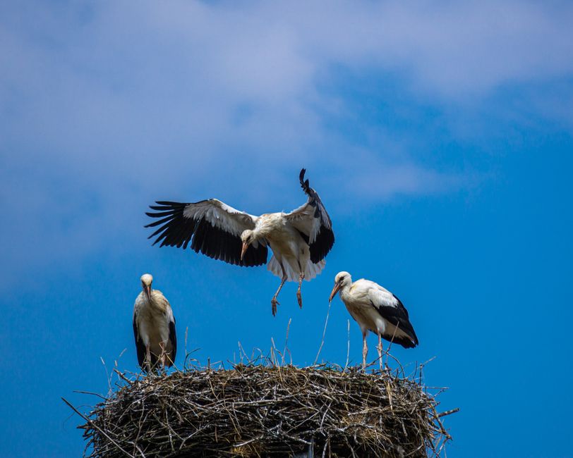 Three storks on a nest with one taking flight against a bright blue sky.