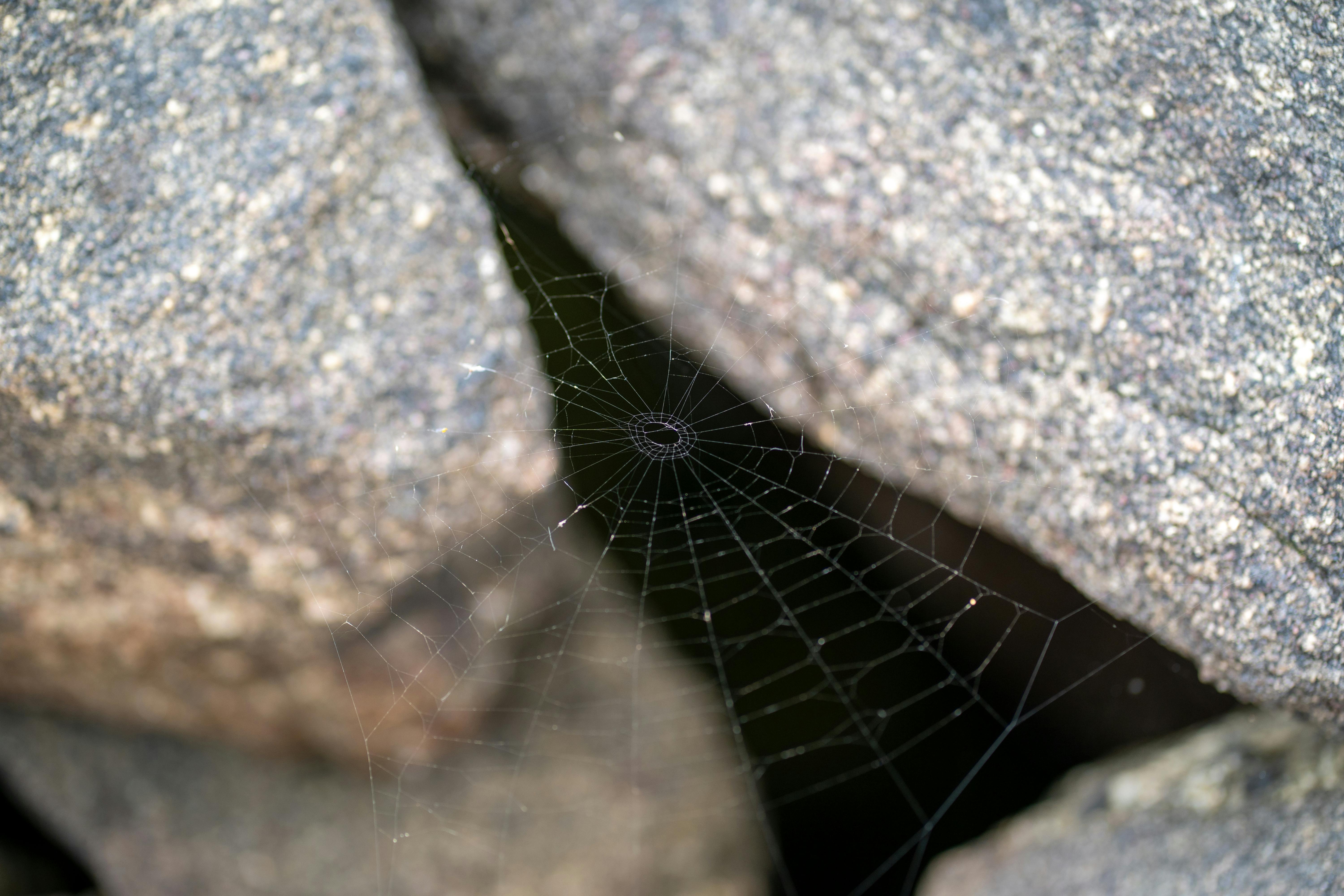 Gratis Una delicata ragnatela intessuta con maestria tra rocce scoscese, che cattura la bellezza della natura. Foto a disposizione