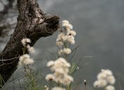 Close-up of Wildflowers and Tree Bark Outdoors