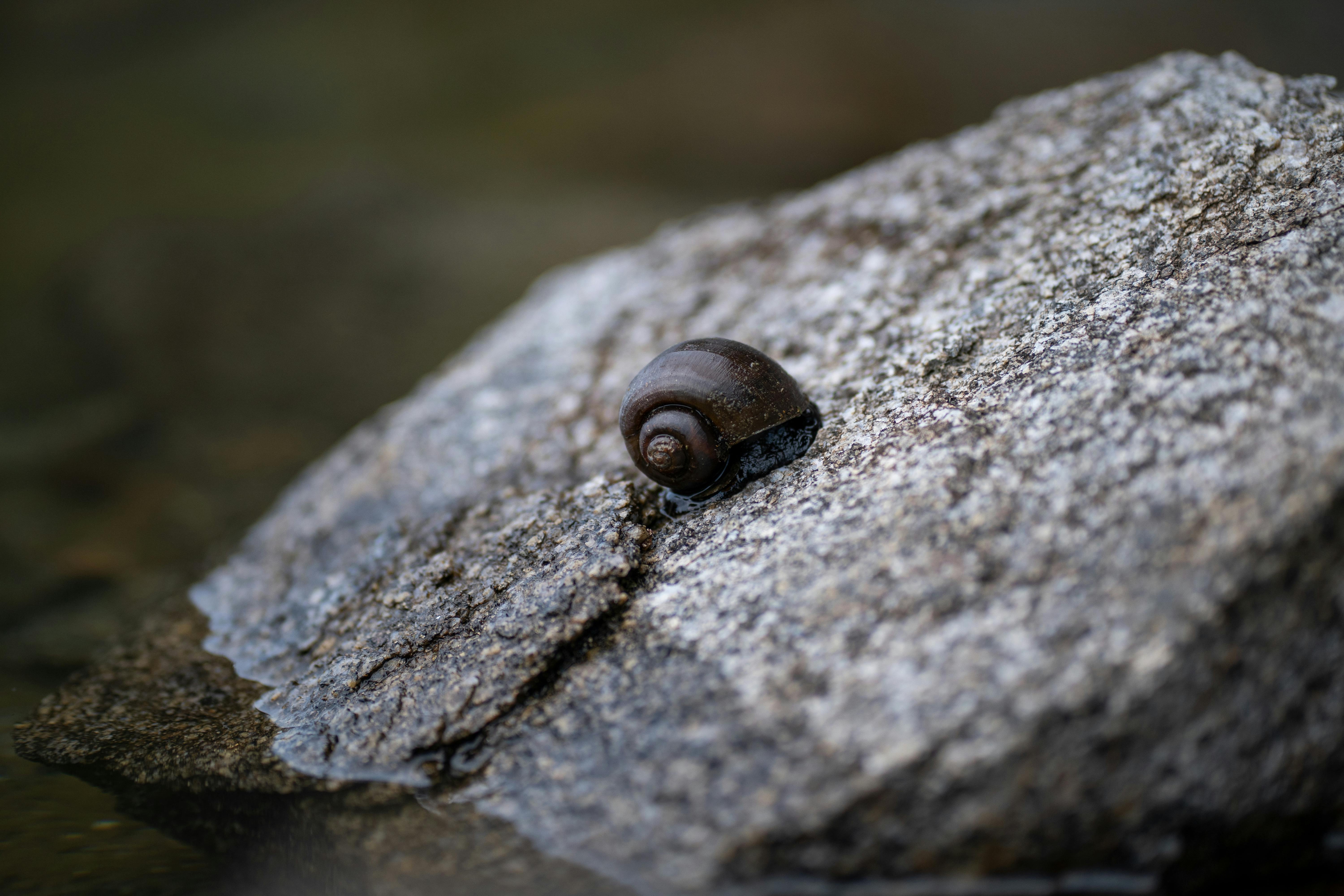 grátis Macrofotografia de um pequeno caracol escuro sobre uma rocha texturizada ao ar livre em Córdoba, destacando detalhes naturais. Foto profissional