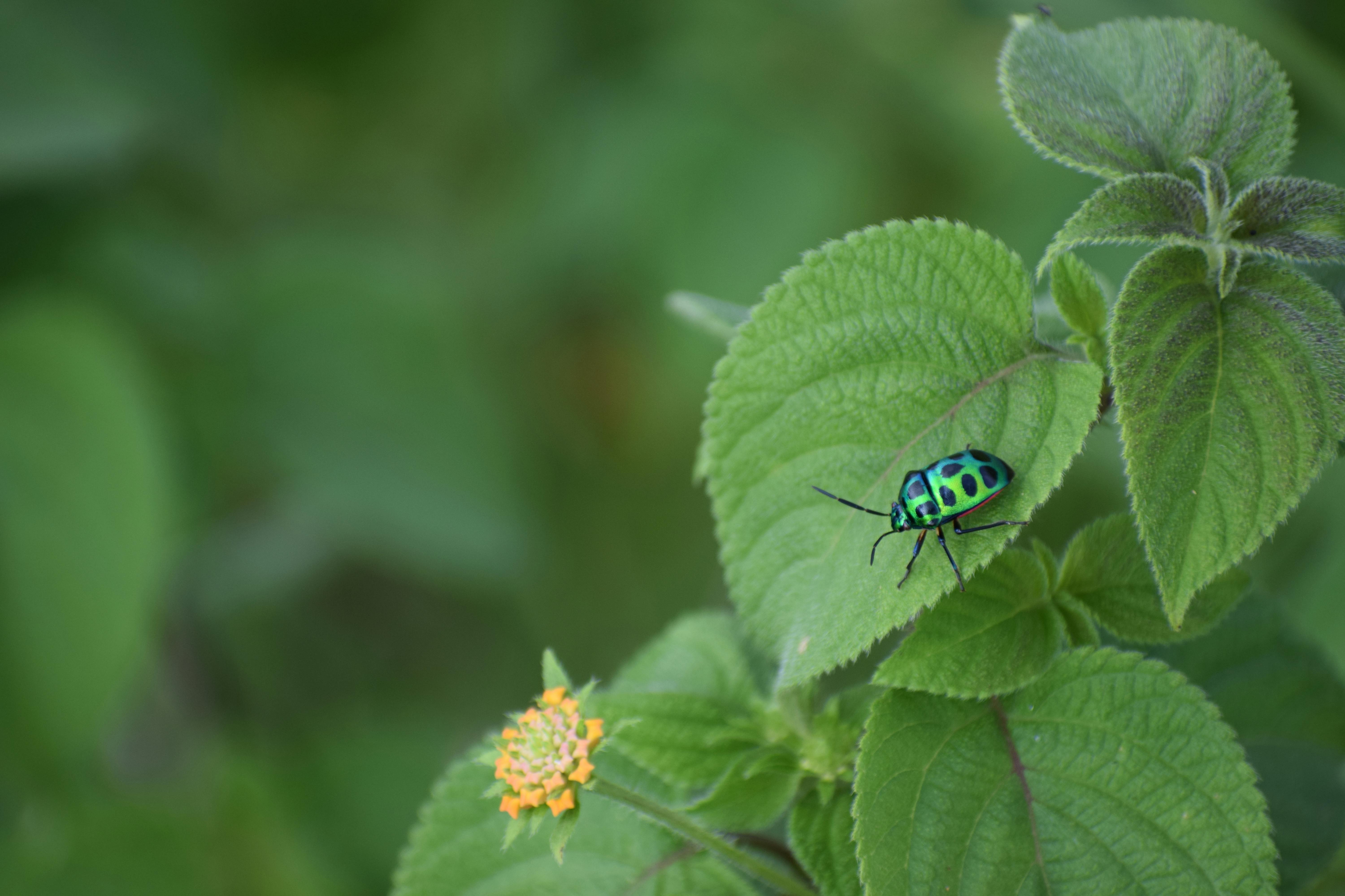 Is your bug spray pet-safe? Here’s how to keep your home bug-free and your pets healthy — Photo by Saifee Art on Pexels