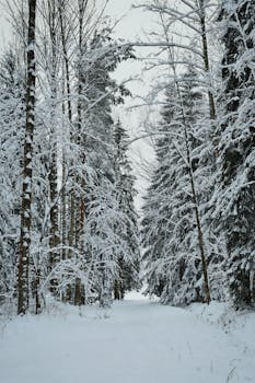 A peaceful winter forest path covered in snow, surrounded by tall trees.