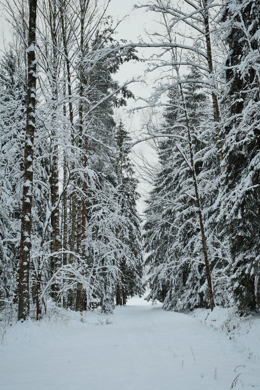 Serene Snowy Forest Path in Winter Wonderland · Free Stock Photo