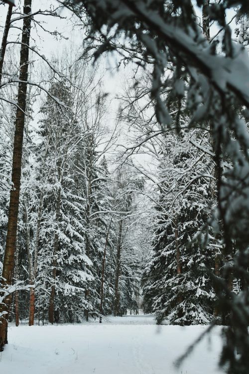Free A tranquil winter forest scene with snow-laden trees creating a serene pathway. Stock Photo