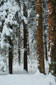 Tranquil snow-covered forest with tall trees during winter season