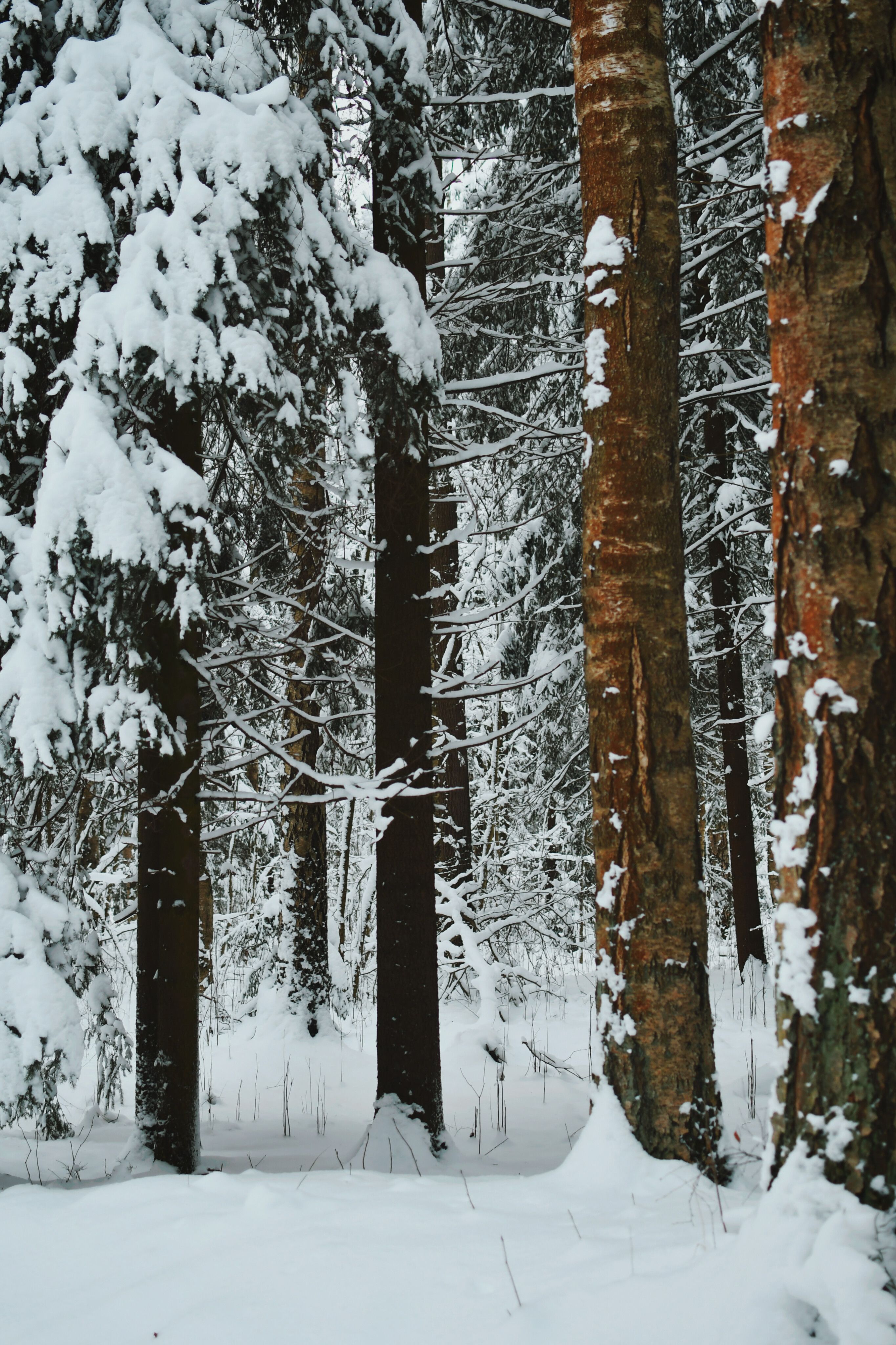 Snow-Covered Forest Trees in Winter Landscape · Free Stock Photo