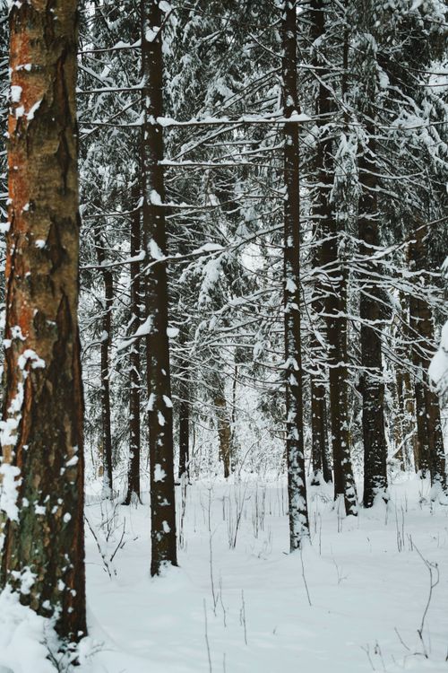 Free Tranquil winter forest scene with snow-covered trees creating a serene atmosphere. Stock Photo