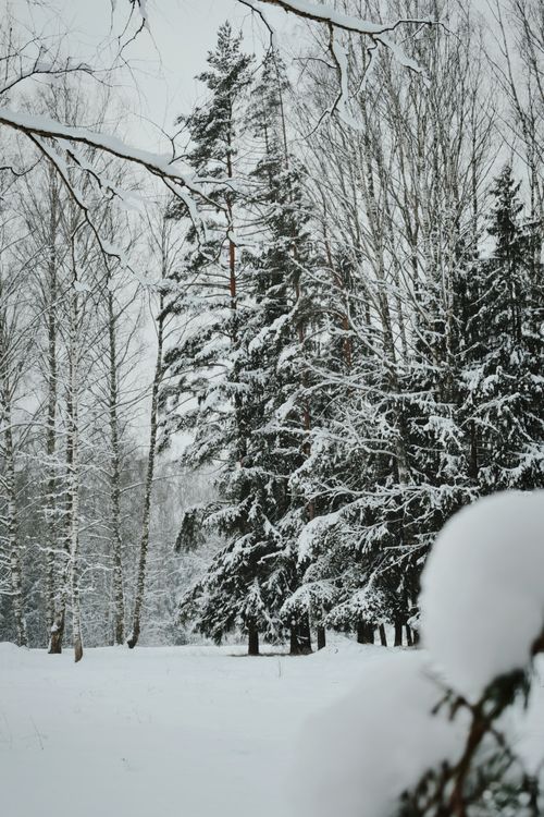 Free A tranquil winter forest scene with snow-laden trees and soft natural light. Stock Photo
