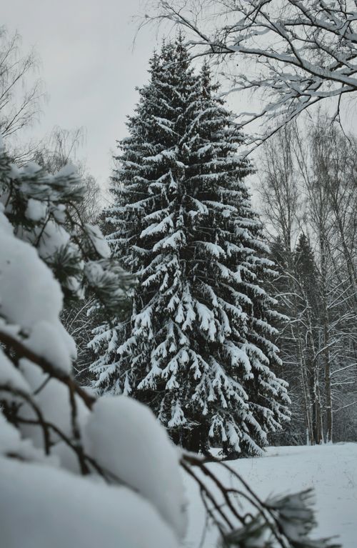 Free Tall evergreen tree covered in snow surrounded by a serene winter forest scene. Stock Photo