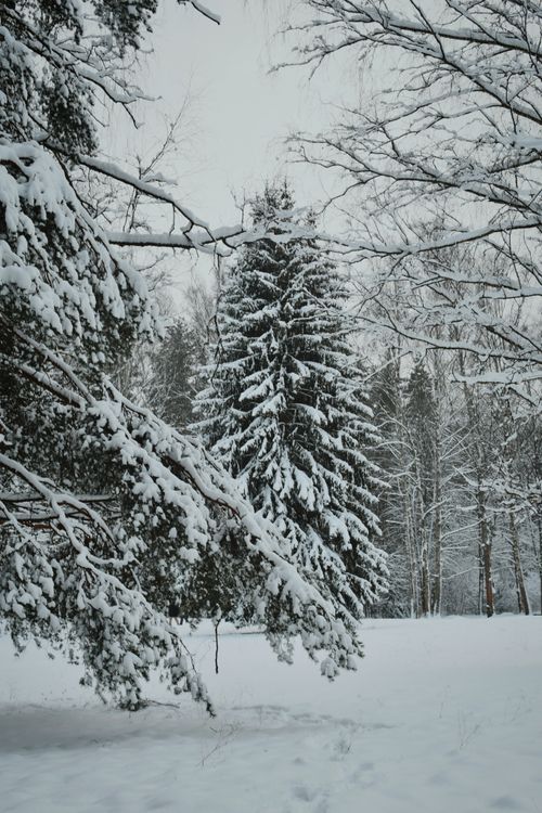 Free Tranquil winter landscape featuring snow-laden pine trees in a quiet forest. Stock Photo