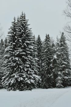 Majestic snow-covered pine trees in a serene winter forest scene.