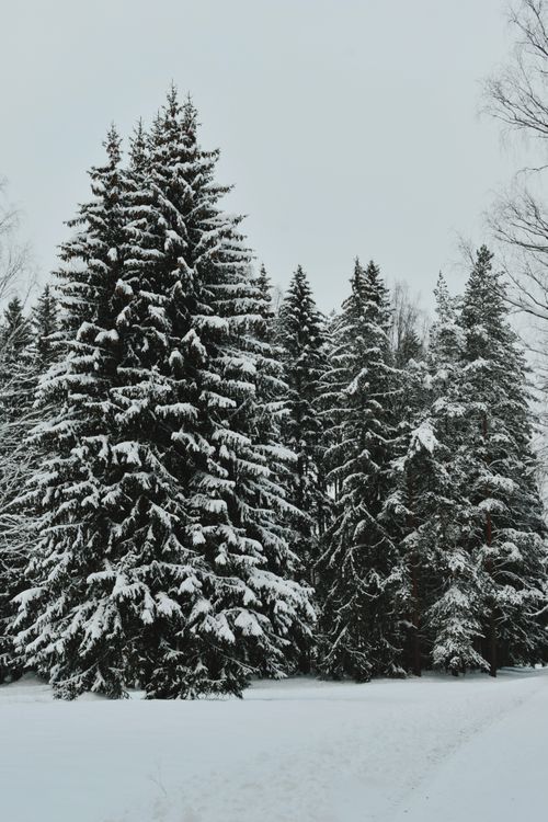 Free Majestic snow-covered pine trees in a serene winter forest scene. Stock Photo