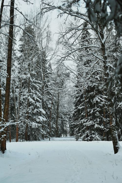Free A tranquil snow-covered forest pathway surrounded by tall trees in winter. Stock Photo