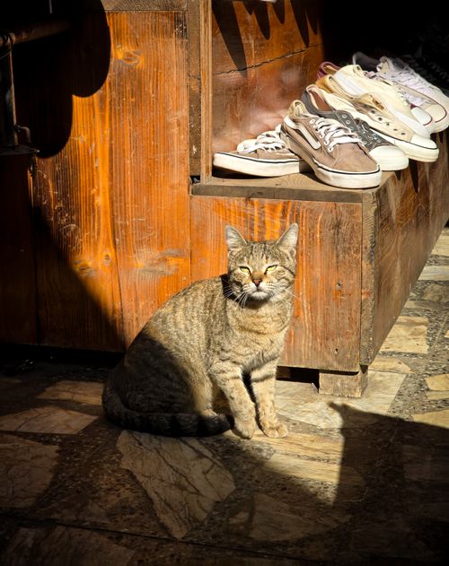 Free A tabby cat basks in sunlight next to wooden crate with shoes, creating a cozy street scene. Stock Photo
