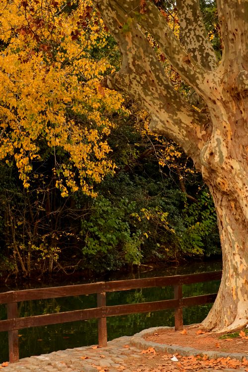 Free A tranquil autumn day in a Buenos Aires park with vibrant fall foliage and a serene pond. Stock Photo