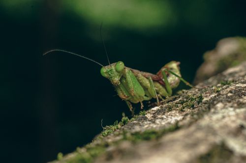 Free Detailed macro photograph of a green grasshopper resting on moss-covered wood in a forest. Stock Photo