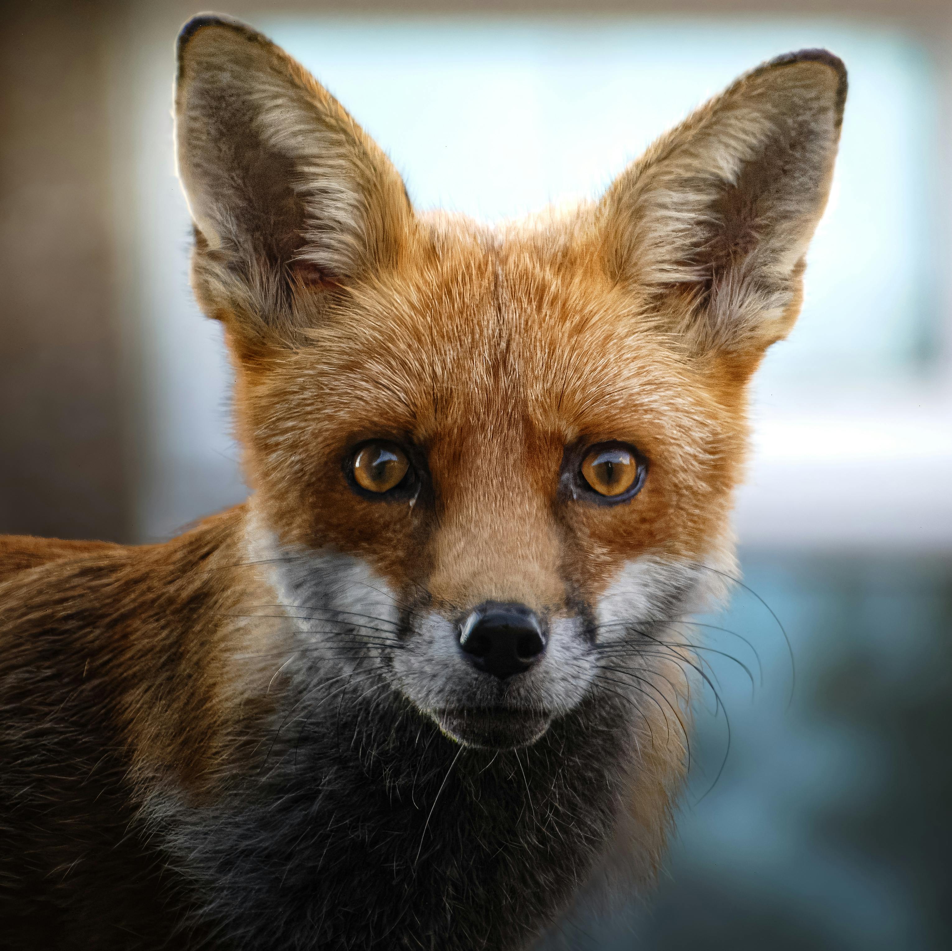 Scott Fox