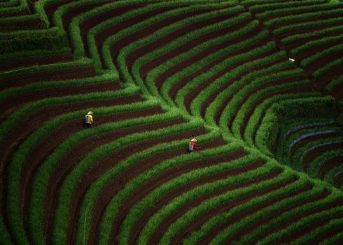 Aerial shot of lush green terraced fields with two farmers working.