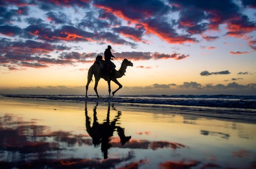 Silhouette of a Person Riding a Camel on the Beach