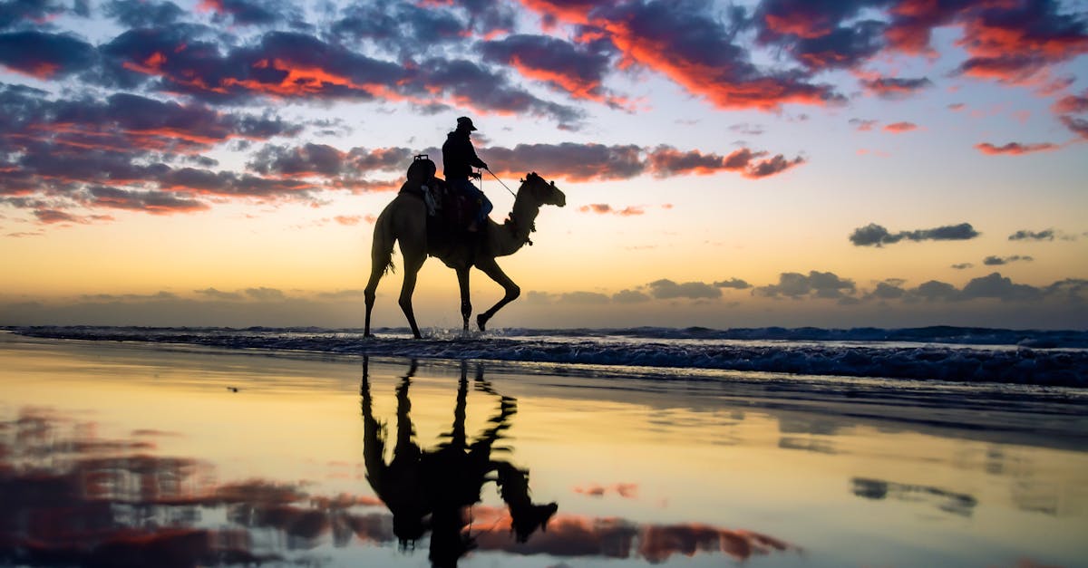 加沙停火真相揭秘:和平協議還是政治操弄?