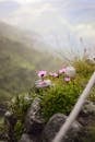 Pink Wildflowers on a Mountain Edge