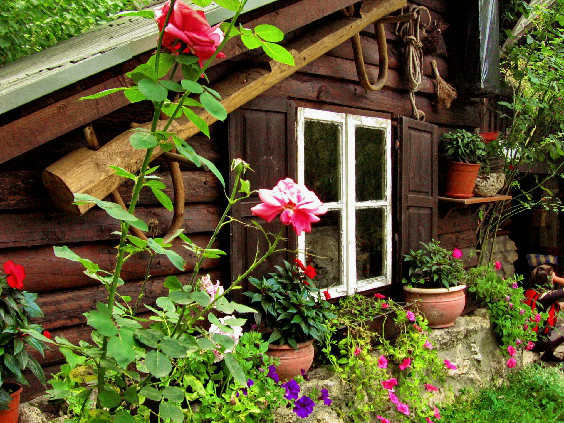 Free stock photo of club house, coffeehouse, nature